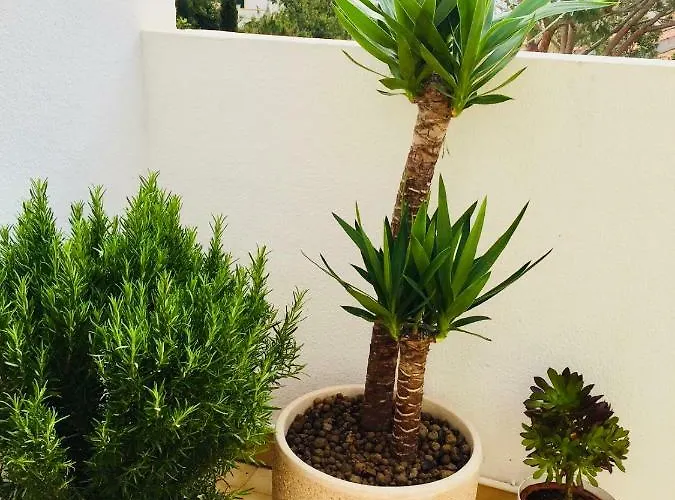 아파트 Garden- One Bedroom With Terrace